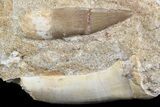Fossil Plesiosaur (Zarafasaura) & Enchodus Tooth #70305-1